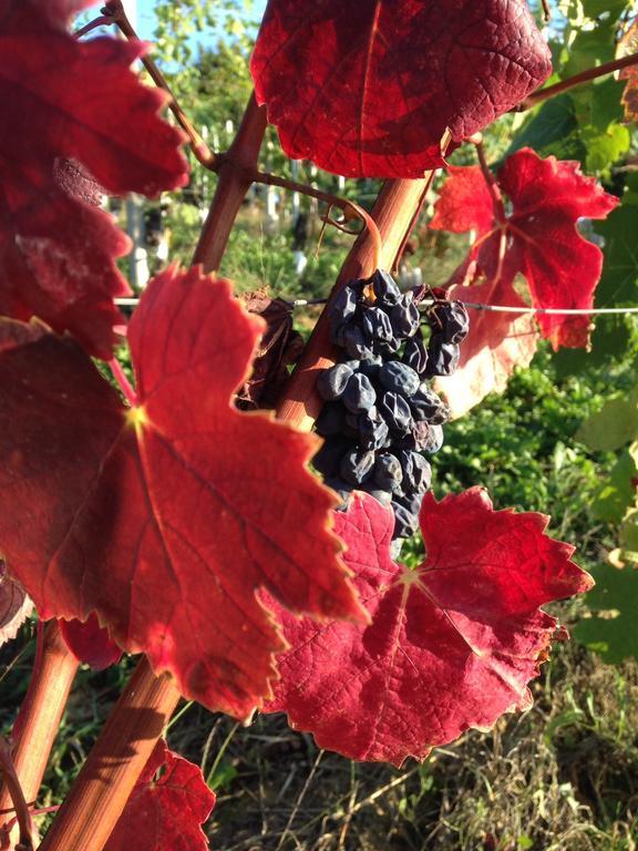 Soave Tra Le Langhe Apartamento La Morra Quarto foto