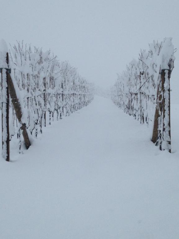 Soave Tra Le Langhe Apartamento La Morra Exterior foto